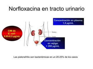 Norfloxacina en tracto urinario
                                              Concentración en plasma:
                                                    1,5 µg/mL


    CIM de
    E. coli:
0.05-0.5 µg(mL
                                     Concentración
                                        en vejiga:
                                      > 200 µg/mL



        Las pielonefritis son bacteriémicas en un 20-25% de los casos
 