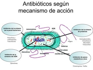 Antibióticos según
                      mecanismo de acción

Inhibición de la síntesis
 de la pared bacteriana                     Inhibición de la síntesis
                                                  de proteínas


     Penicilinas y
     cefalosporinas                                 Aminoglucósidos,
     Vancomicina                                       Cloranfenicol
                                                         Macrólidos,
                                                        Tetraciclinas




 Inhibición de la
 sínteisis del ADN                      Inhibición de pasos
                                         metabólicos clave

         Quinolonas
                                        Trimetroprima / Sulfas
 
