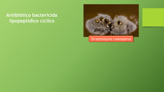 Antibiótico bactericida
lipopeptídico cíclico
Streptomyces roseosporus
 