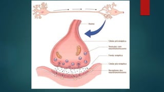 ANSIOLÍTICOS - ANSIEDADE
 BENZODIAZEPÍNICOS
 SEDAÇÃO
 SONO
 ALÍVIO DA TENSÃO E ANSIEDADE
 RELAXAMENTO MUSCULAR
 ALPR...