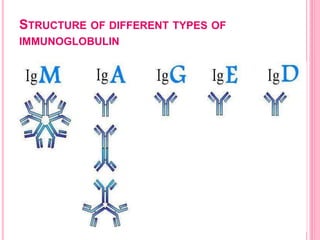 STRUCTURE OF DIFFERENT TYPES OF
IMMUNOGLOBULIN
 
