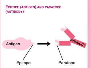 EPITOPE (ANTIGEN) AND PARATOPE
(ANTIBODY)
 