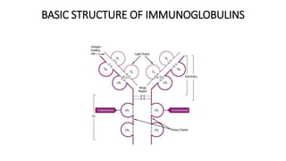 BASIC STRUCTURE OF IMMUNOGLOBULINS
 
