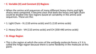 • C. Variable (V) and Constant (C) Regions
• When the amino acid sequences of many different heavy chains and light
chains were compared, it became clear that both the heavy and light chain
could be divided into two regions based on variability in the amino acid
sequences. These are the:
• 1. Light Chain - VL (110 amino acids) and CL (110 amino acids)
• 2. Heavy Chain - VH (110 amino acids) and CH (330-440 amino acids)
• D. Hinge Region
• This is the region at which the arms of the antibody molecule forms a Y. It is
called the hinge region because there is some flexibility in the molecule at this
point.
 
