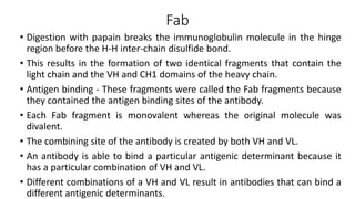 Fab
• Digestion with papain breaks the immunoglobulin molecule in the hinge
region before the H-H inter-chain disulfide bond.
• This results in the formation of two identical fragments that contain the
light chain and the VH and CH1 domains of the heavy chain.
• Antigen binding - These fragments were called the Fab fragments because
they contained the antigen binding sites of the antibody.
• Each Fab fragment is monovalent whereas the original molecule was
divalent.
• The combining site of the antibody is created by both VH and VL.
• An antibody is able to bind a particular antigenic determinant because it
has a particular combination of VH and VL.
• Different combinations of a VH and VL result in antibodies that can bind a
different antigenic determinants.
 