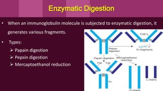 Enzymatic Digestion
• When an immunoglobulin molecule is subjected to enzymatic digestion, it
generates various fragments.
• Types:
 Papain digestion
 Pepsin digestion
 Mercaptoethanol reduction
 