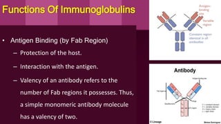Functions Of Immunoglobulins
• Antigen Binding (by Fab Region)
– Protection of the host.
– Interaction with the antigen.
– Valency of an antibody refers to the
number of Fab regions it possesses. Thus,
a simple monomeric antibody molecule
has a valency of two.
 