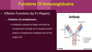 • Effector Functions (by Fc Region)
– Fixation of complement:
 Antibody coating the target cell binds to
complement through its Fc receptor which
leads to complement mediated lysis of the
target cell.
Functions Of Immunoglobulins
 