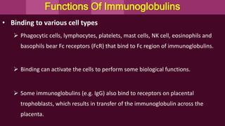 • Binding to various cell types
 Phagocytic cells, lymphocytes, platelets, mast cells, NK cell, eosinophils and
basophils bear Fc receptors (FcR) that bind to Fc region of immunoglobulins.
 Binding can activate the cells to perform some biological functions.
 Some immunoglobulins (e.g. IgG) also bind to receptors on placental
trophoblasts, which results in transfer of the immunoglobulin across the
placenta.
Functions Of Immunoglobulins
 
