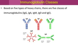 Immunoglobulin Classes
• Based on five types of heavy chains, there are five classes of
immunoglobulins (lgG, IgA, IgM, IgD and IgE).
 