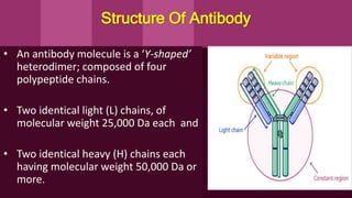 Structure Of Antibody
• An antibody molecule is a ‘Y-shaped’
heterodimer; composed of four
polypeptide chains.
• Two identical light (L) chains, of
molecular weight 25,000 Da each and
• Two identical heavy (H) chains each
having molecular weight 50,000 Da or
more.
 