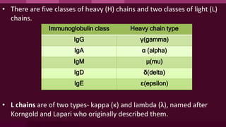 • There are five classes of heavy (H) chains and two classes of light (L)
chains.
• L chains are of two types- kappa (κ) and lambda (λ), named after
Korngold and Lapari who originally described them.
Immunoglobulin class Heavy chain type
IgG γ(gamma)
IgA α (alpha)
IgM µ(mu)
IgD δ(delta)
IgE ε(epsilon)
 