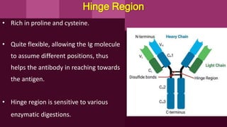 Hinge Region
• Rich in proline and cysteine.
• Quite flexible, allowing the Ig molecule
to assume different positions, thus
helps the antibody in reaching towards
the antigen.
• Hinge region is sensitive to various
enzymatic digestions.
 