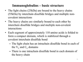 Immunoglobulins – basic structure
• The light chains (25kDa) are bound to the heavy chains
(55kDa) by interchain disulfide bridges and multiple non-
covalent interactions
• The heavy chains are similarly bound to each other by
interchain disulfide bridges and multiple non-covalent
interactions
• Each segment of approximately 110 amino acids is folded to
form a compact domain, which is stabilized through a
covalent interchain disulfide bond
– The light chain has an intrachain disulfide bond in each of
the VL and CL domains
– There is one intrachain disulfide bond in each domain of
the heavy chain
11
 