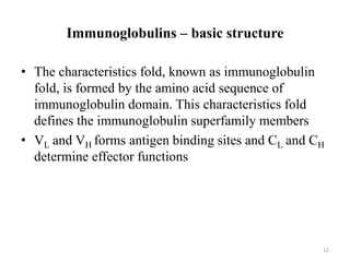 Immunoglobulins – basic structure
• The characteristics fold, known as immunoglobulin
fold, is formed by the amino acid sequence of
immunoglobulin domain. This characteristics fold
defines the immunoglobulin superfamily members
• VL and VH forms antigen binding sites and CL and CH
determine effector functions
12
 
