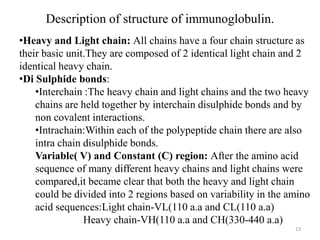 Description of structure of immunoglobulin.
13
•Heavy and Light chain: All chains have a four chain structure as
their basic unit.They are composed of 2 identical light chain and 2
identical heavy chain.
•Di Sulphide bonds:
•Interchain :The heavy chain and light chains and the two heavy
chains are held together by interchain disulphide bonds and by
non covalent interactions.
•Intrachain:Within each of the polypeptide chain there are also
intra chain disulphide bonds.
Variable( V) and Constant (C) region: After the amino acid
sequence of many different heavy chains and light chains were
compared,it became clear that both the heavy and light chain
could be divided into 2 regions based on variability in the amino
acid sequences:Light chain-VL(110 a.a and CL(110 a.a)
Heavy chain-VH(110 a.a and CH(330-440 a.a)
 