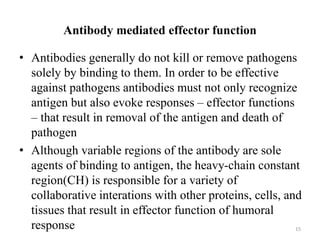 Antibody mediated effector function
• Antibodies generally do not kill or remove pathogens
solely by binding to them. In order to be effective
against pathogens antibodies must not only recognize
antigen but also evoke responses – effector functions
– that result in removal of the antigen and death of
pathogen
• Although variable regions of the antibody are sole
agents of binding to antigen, the heavy-chain constant
region(CH) is responsible for a variety of
collaborative interations with other proteins, cells, and
tissues that result in effector function of humoral
response 15
 