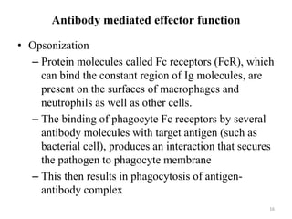 Antibody mediated effector function
• Opsonization
– Protein molecules called Fc receptors (FcR), which
can bind the constant region of Ig molecules, are
present on the surfaces of macrophages and
neutrophils as well as other cells.
– The binding of phagocyte Fc receptors by several
antibody molecules with target antigen (such as
bacterial cell), produces an interaction that secures
the pathogen to phagocyte membrane
– This then results in phagocytosis of antigen-
antibody complex
16
 