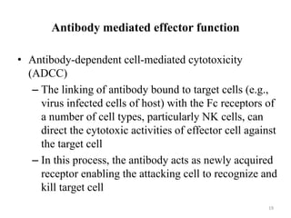 Antibody mediated effector function
• Antibody-dependent cell-mediated cytotoxicity
(ADCC)
– The linking of antibody bound to target cells (e.g.,
virus infected cells of host) with the Fc receptors of
a number of cell types, particularly NK cells, can
direct the cytotoxic activities of effector cell against
the target cell
– In this process, the antibody acts as newly acquired
receptor enabling the attacking cell to recognize and
kill target cell
19
 