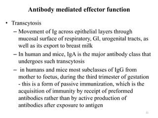 Antibody mediated effector function
• Transcytosis
– Movement of Ig across epithelial layers through
mucosal surface of respiratory, GI, urogenital tracts, as
well as its export to breast milk
– In human and mice, IgA is the major antibody class that
undergoes such transcytosis
– in humans and mice most subclasses of IgG from
mother to foetus, during the third trimester of gestation
- this is a form of passive immunization, which is the
acquisition of immunity by receipt of preformed
antibodies rather than by active production of
antibodies after exposure to antigen
21
 