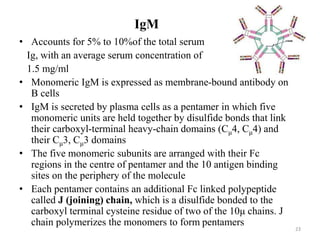 IgM
• Accounts for 5% to 10%of the total serum
Ig, with an average serum concentration of
1.5 mg/ml
• Monomeric IgM is expressed as membrane-bound antibody on
B cells
• IgM is secreted by plasma cells as a pentamer in which five
monomeric units are held together by disulfide bonds that link
their carboxyl-terminal heavy-chain domains (Cμ4, Cμ4) and
their Cμ3, Cμ3 domains
• The five monomeric subunits are arranged with their Fc
regions in the centre of pentamer and the 10 antigen binding
sites on the periphery of the molecule
• Each pentamer contains an additional Fc linked polypeptide
called J (joining) chain, which is a disulfide bonded to the
carboxyl terminal cysteine residue of two of the 10μ chains. J
chain polymerizes the monomers to form pentamers
23
 