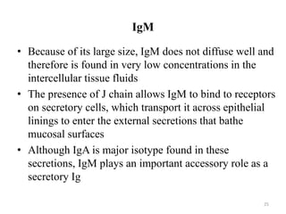 IgM
• Because of its large size, IgM does not diffuse well and
therefore is found in very low concentrations in the
intercellular tissue fluids
• The presence of J chain allows IgM to bind to receptors
on secretory cells, which transport it across epithelial
linings to enter the external secretions that bathe
mucosal surfaces
• Although IgA is major isotype found in these
secretions, IgM plays an important accessory role as a
secretory Ig
25
 