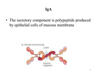 IgA
• The secretory component is polypeptide produced
by epithelial cells of mucous membrane
27
 