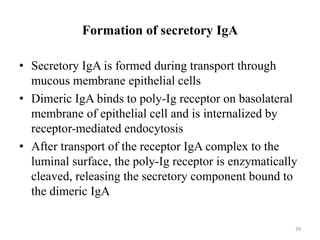 Formation of secretory IgA
• Secretory IgA is formed during transport through
mucous membrane epithelial cells
• Dimeric IgA binds to poly-Ig receptor on basolateral
membrane of epithelial cell and is internalized by
receptor-mediated endocytosis
• After transport of the receptor IgA complex to the
luminal surface, the poly-Ig receptor is enzymatically
cleaved, releasing the secretory component bound to
the dimeric IgA
29
 