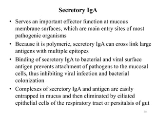 Secretory IgA
• Serves an important effector function at mucous
membrane surfaces, which are main entry sites of most
pathogenic organisms
• Because it is polymeric, secretory IgA can cross link large
antigens with multiple epitopes
• Binding of secretory IgA to bacterial and viral surface
antigen prevents attachment of pathogens to the mucosal
cells, thus inhibiting viral infection and bacterial
colonization
• Complexes of secretory IgA and antigen are easily
entrapped in mucus and then eliminated by ciliated
epithelial cells of the respiratory tract or persitalsis of gut
30
 