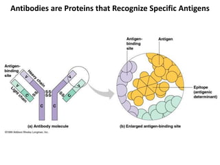 Antibodies are Proteins that Recognize Specific Antigens
 