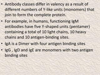• Antibody classes differ in valency as a result of
different numbers of Y-like units (monomers) that
join to form the complete protein.
• For example, in humans, functioning IgM
antibodies have five Y-shaped units (pentamer)
containing a total of 10 light chains, 10 heavy
chains and 10 antigen-binding sites.
• IgA is a Dimer with four antigen binding sites
• IgG , IgD and IgE are monomers with two antigen
binding sites
 