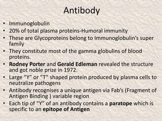 Antibody
• Immunoglobulin
• 20% of total plasma proteins-Humoral immunity
• These are Glycoproteins belong to Immunoglobulin’s super
family
• They constitute most of the gamma globulins of blood
proteins.
• Rodney Porter and Gerald Edleman revealed the structure
and got noble prize in 1972.
• Large “Y” or “T” shaped protein produced by plasma cells to
neutralize pathogens
• Antibody recognises a unique antigen via Fab’s (Fragment of
Antigen Binding ) variable region
• Each tip of “Y” of an antibody contains a paratope which is
specific to an epitope of Antigen
 