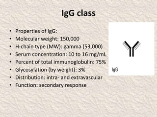 IgG class
• Properties of IgG:
• Molecular weight: 150,000
• H-chain type (MW): gamma (53,000)
• Serum concentration: 10 to 16 mg/mL
• Percent of total immunoglobulin: 75%
• Glycosylation (by weight): 3%
• Distribution: intra- and extravascular
• Function: secondary response
 