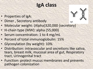 IgA class
• Properties of IgA:
• Dimer , Secretory antibody
• Molecular weight: (Alpha)320,000 (secretory)
• H-chain type (MW): alpha (55,000)
• Serum concentration: 1 to 4 mg/mL
• Percent of total immunoglobulin: 15%
• Glycosylation (by weight): 10%
• Distribution: intravascular and secretions like saliva,
tears, breast milk, mucosal area of gut, Respiratory
tract, Urinogenital tract
• Function: protect mucus membranes and prevents
pathogen colonization
 
