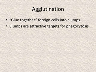 Agglutination
• “Glue together” foreign cells into clumps
• Clumps are attractive targets for phagocytosis
 