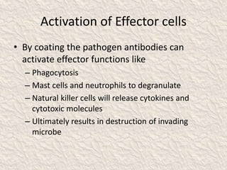 Activation of Effector cells
• By coating the pathogen antibodies can
activate effector functions like
– Phagocytosis
– Mast cells and neutrophils to degranulate
– Natural killer cells will release cytokines and
cytotoxic molecules
– Ultimately results in destruction of invading
microbe
 
