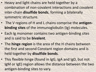 • Heavy and light chains are held together by a
combination of non-covalent interactions and covalent
inter-chain disulfide bonds, forming a bilaterally
symmetric structure.
• The V regions of H and L chains comprise the antigen-
binding sites of the immunoglobulin (Ig) molecules.
• Each Ig monomer contains two antigen-binding sites
and is said to be bivalent.
• The hinge region is the area of the H chains between
the first and second Constant region domains and is
held together by disulfide bonds.
• This flexible hinge (found in IgG, IgA and IgD, but not
IgM or IgE) region allows the distance between the two
antigen-binding sites to vary.
 