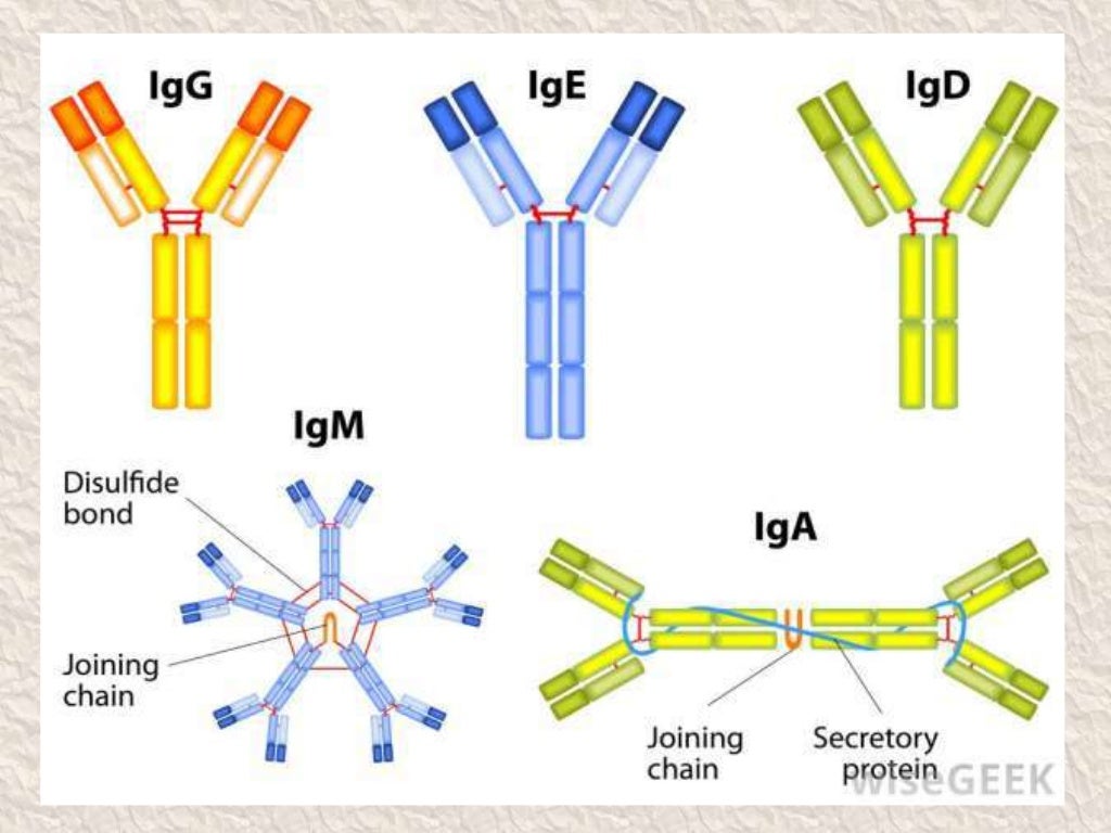 Antibodies and their types with functions