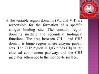  The variable region domains (VL and VH) are
responsible for the formation of a specific
antigen binding site. The constant region
domains mediate the secondary biological
functions. The area between CH 1 and CH2
domain is hinge region where enzyme papain
acts. The CH2 region in IgG binds Clq in the
classical complement pathway, and the CH3
mediates adherence to the monocyte surface.
 