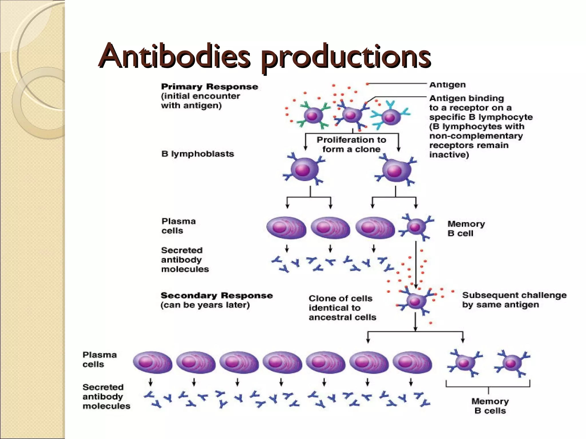 Antibodies productions 