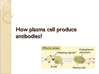 How plasma cell produce antibodies? 