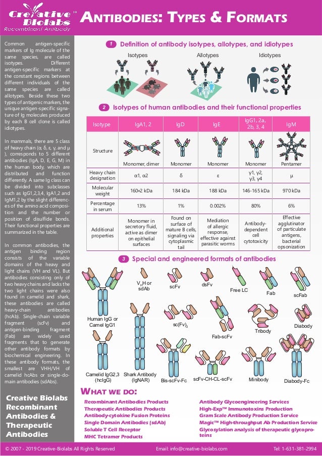Antibodies typesformatscreativebiolabs