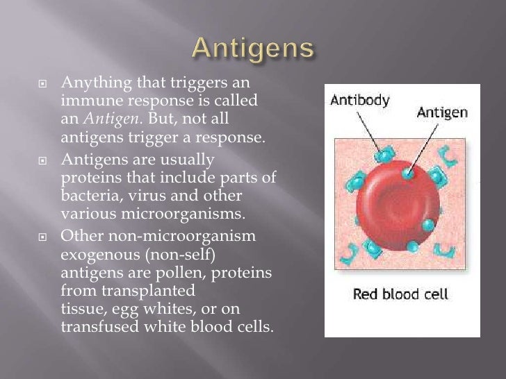 Antibodies, antigens and the process of phagocytosis