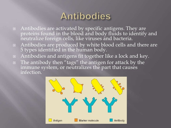 Antibodies, antigens and the process of phagocytosis
