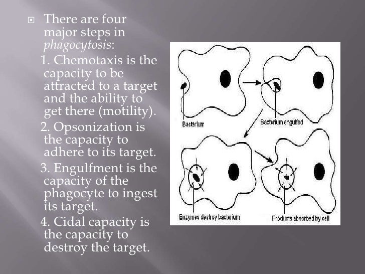 Antibodies, antigens and the process of phagocytosis