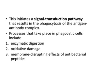 • This initiates a signal-transduction pathway
that results in the phagocytosis of the antigen-
antibody complex.
• Processes that take place in phagocytic cells
include
1. enzymatic digestion
2. oxidative damage
3. membrane-disrupting effects of antibacterial
peptides
 