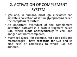 2. ACTIVATION OF COMPLEMENT
SYSTEM
• IgM and, in humans, most IgG subclasses can
activate a collection of serum glycoproteins called
the complement system.
• An important byproduct of the complement
activation pathway is a protein fragment called
C3b, which binds nonspecifically to cell- and
antigen-antibody complexes.
• Many cell types - for example, red blood cells and
macrophages - have receptors for C3b and so
bind cells or complexes to which C3b has
adhered.
 