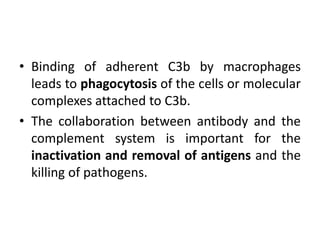 • Binding of adherent C3b by macrophages
leads to phagocytosis of the cells or molecular
complexes attached to C3b.
• The collaboration between antibody and the
complement system is important for the
inactivation and removal of antigens and the
killing of pathogens.
 