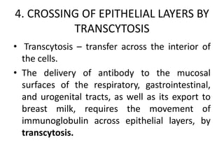 4. CROSSING OF EPITHELIAL LAYERS BY
TRANSCYTOSIS
• Transcytosis – transfer across the interior of
the cells.
• The delivery of antibody to the mucosal
surfaces of the respiratory, gastrointestinal,
and urogenital tracts, as well as its export to
breast milk, requires the movement of
immunoglobulin across epithelial layers, by
transcytosis.
 