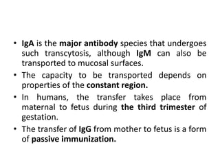• IgA is the major antibody species that undergoes
such transcytosis, although IgM can also be
transported to mucosal surfaces.
• The capacity to be transported depends on
properties of the constant region.
• In humans, the transfer takes place from
maternal to fetus during the third trimester of
gestation.
• The transfer of IgG from mother to fetus is a form
of passive immunization.
 